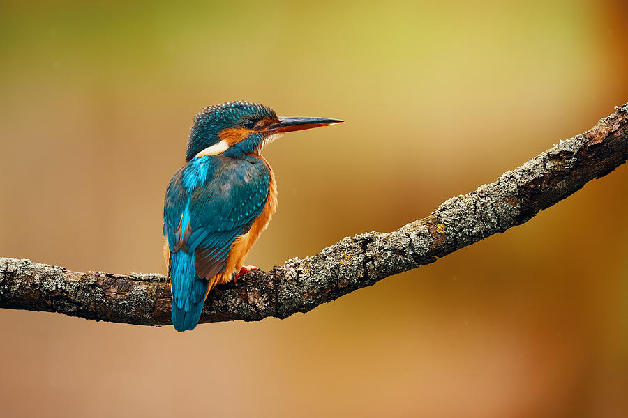 Lady Kingfisher Waiting For Her Mate Photograph by Lukas Furch - Fine ...