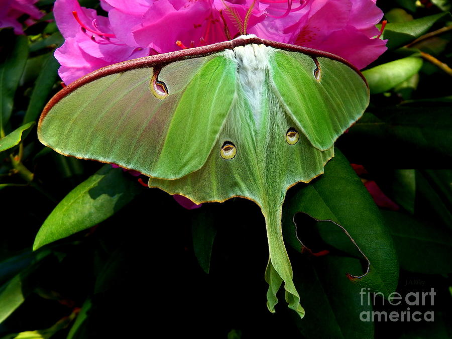 Lady Luna Moth Photograph by Janine Riley