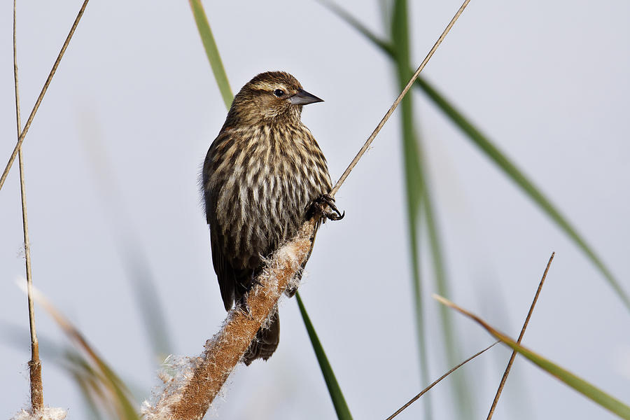 Lady Red-Wing -- Female Red-Winged Blackbird at Merced National Wildlife Refuge, California Photograph by Darin Volpe