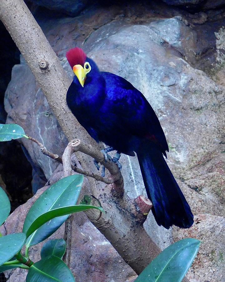 Lady Ross Turaco Photograph by Dan Miller