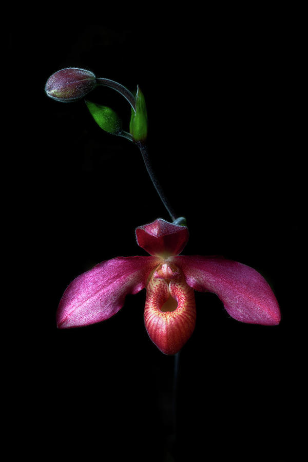 Lady Slipper by Cyndy Doty Lady Slipper by Cyndy Doty