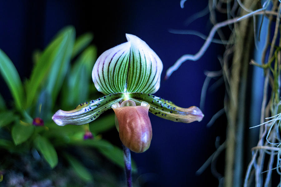 Lady Slipper Orchid 001 by Clody Cates