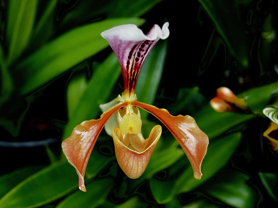 Lady Slipper Orchid 2 Photograph by Alida M Haslett