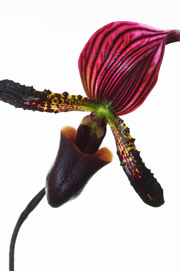 Lady Slipper Orchid Against White Photograph by Mike Hill
