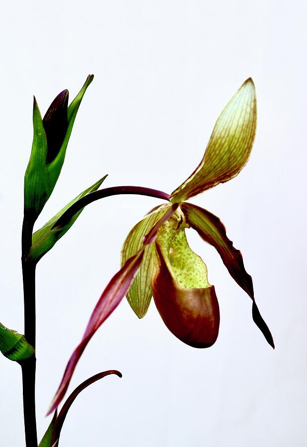 Lady Slipper Orchid 1 Photograph by Alida M Haslett