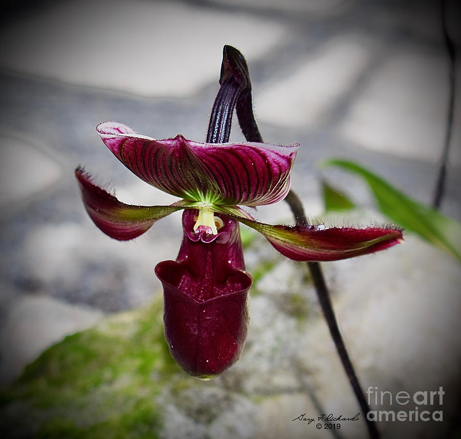 Lady Slipper Orchid - black 1 of 2 Photograph by Gary F Richards