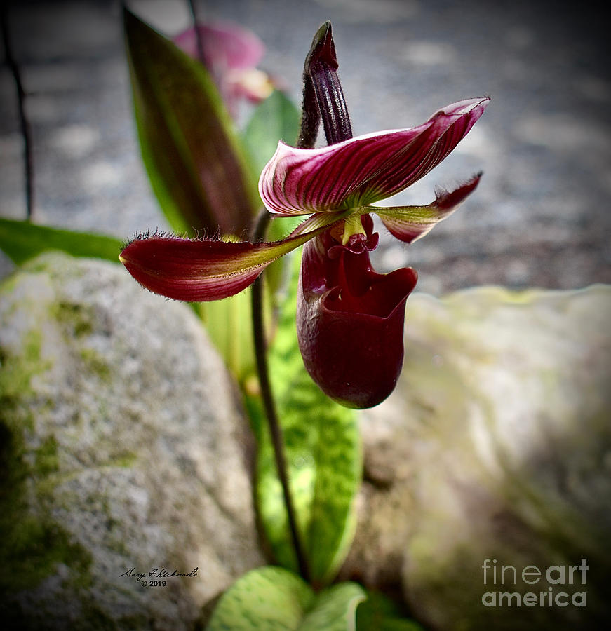 Lady Slipper Orchid - black 2 of 2 Photograph by Gary F Richards
