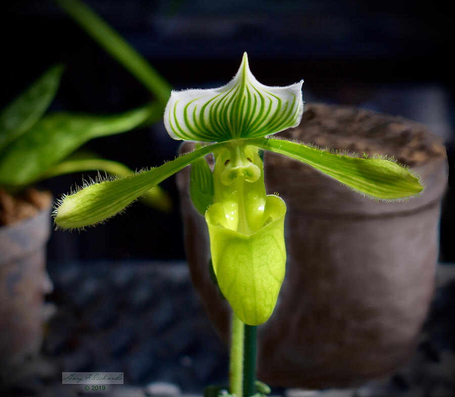 Lady Slipper Orchid - green Photograph by Gary F Richards