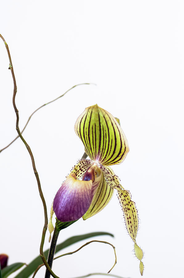 Lady Slipper Orchid Photograph by Jim Mckinley