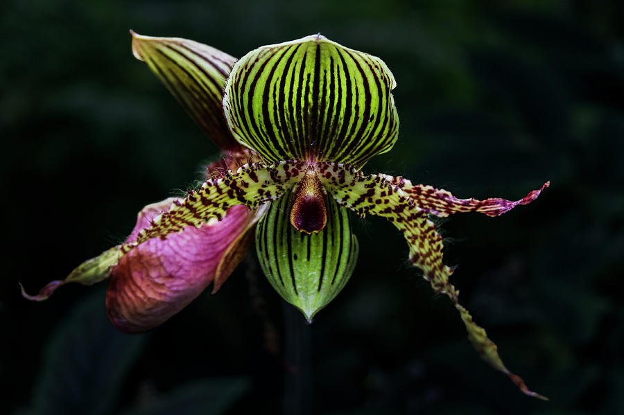 Lady Slipper Orchids Photograph by Debra and Dave Vanderlaan