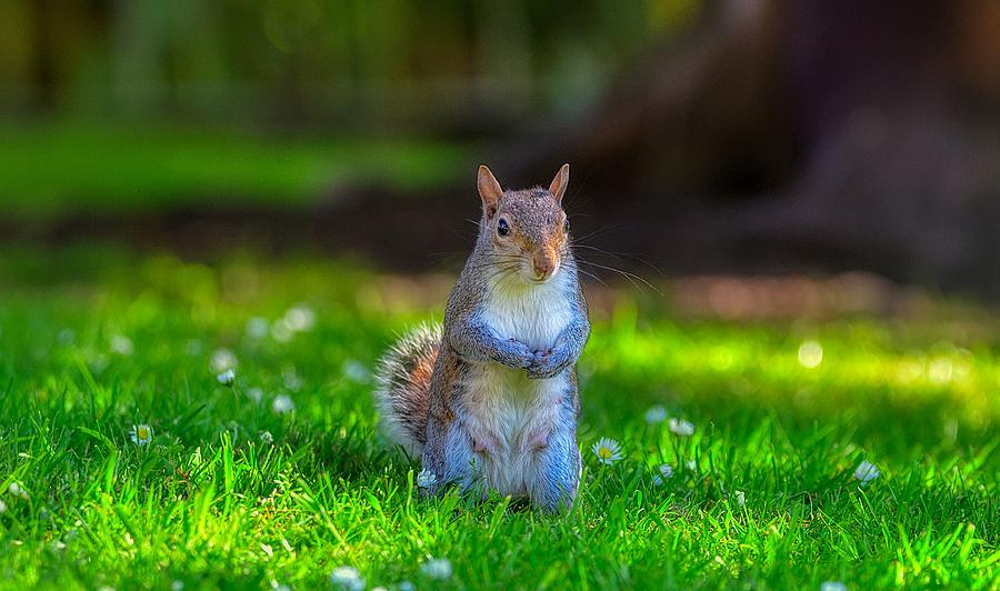 Lady Squirrel Photograph by Ray Clark