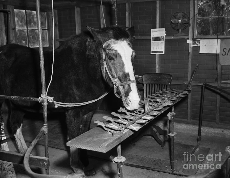 Lady Wonder The Talking Horse Photograph by Bettmann