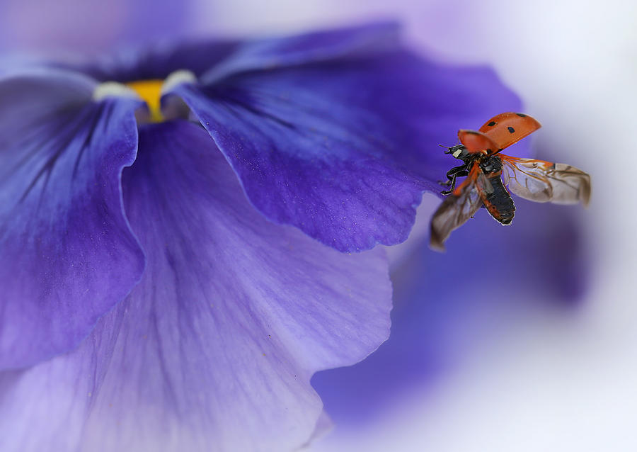 Ladybug Photograph - Ladybird Almost Flying Away by Ellen Van Deelen