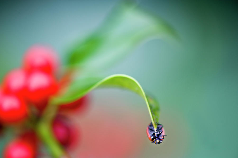 Ladybird And Holly Red Berries Photograph by Jacky Parker Photography