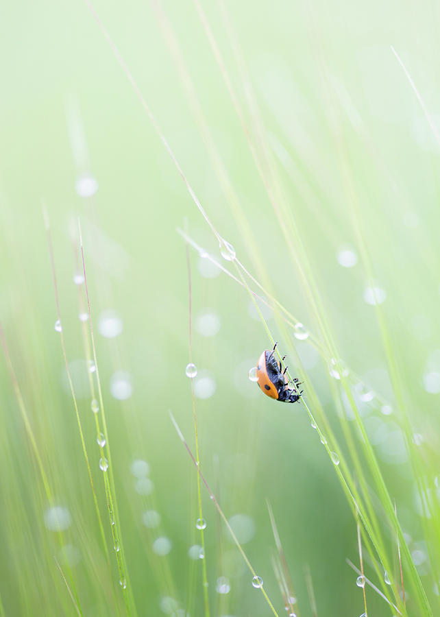 Ladybird and morning rain drops Photograph by Anita Nicholson