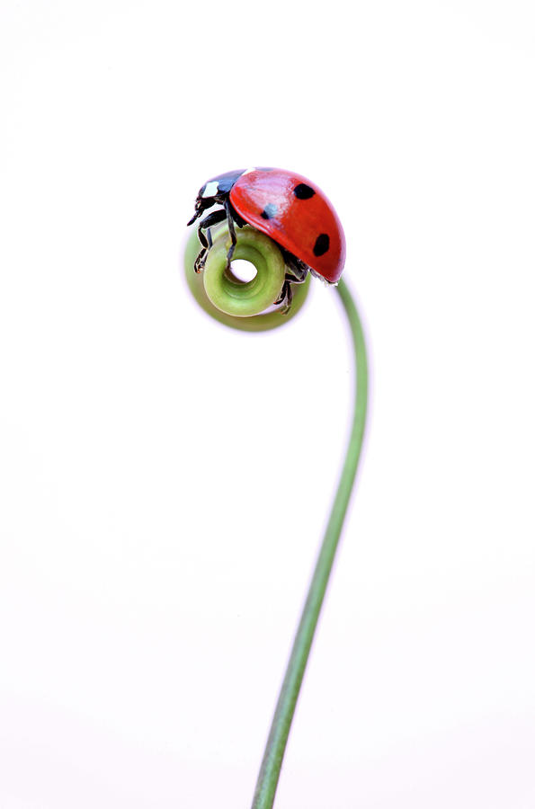 Ladybird Photograph by Brianhaslam