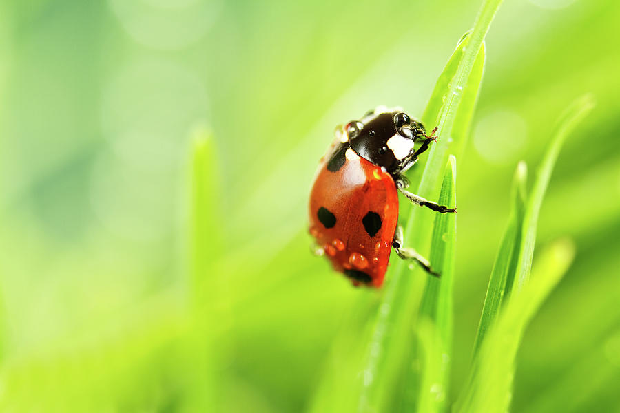 Ladybird Photograph by Copyright Oneliapg Photography