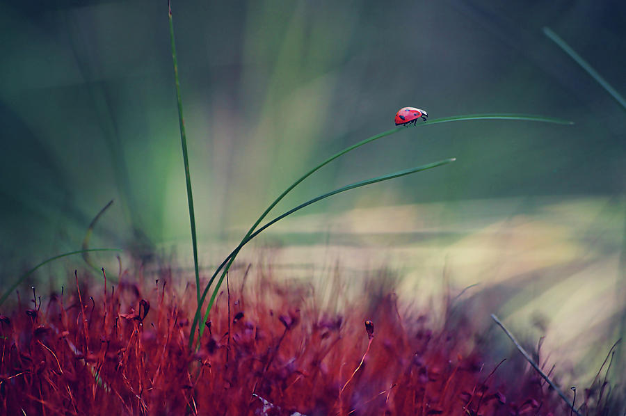 Ladybug Photograph - Ladybird by Janini (zhana Topchieva)