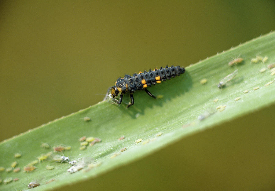 Ladybird Larva Eats Aphids Photograph by Konrad Wothe