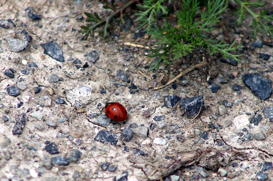 Ladybird Photograph by Lukasz Ryszka