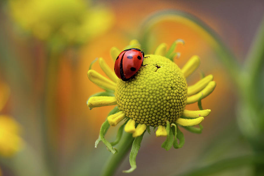 Ladybird Photograph by Mandy Disher Photography