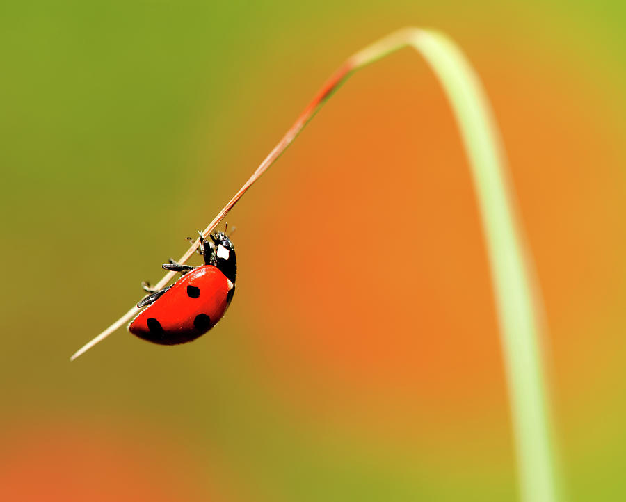 Ladybird On Blade Of Grass Photograph by Michael Roberts
