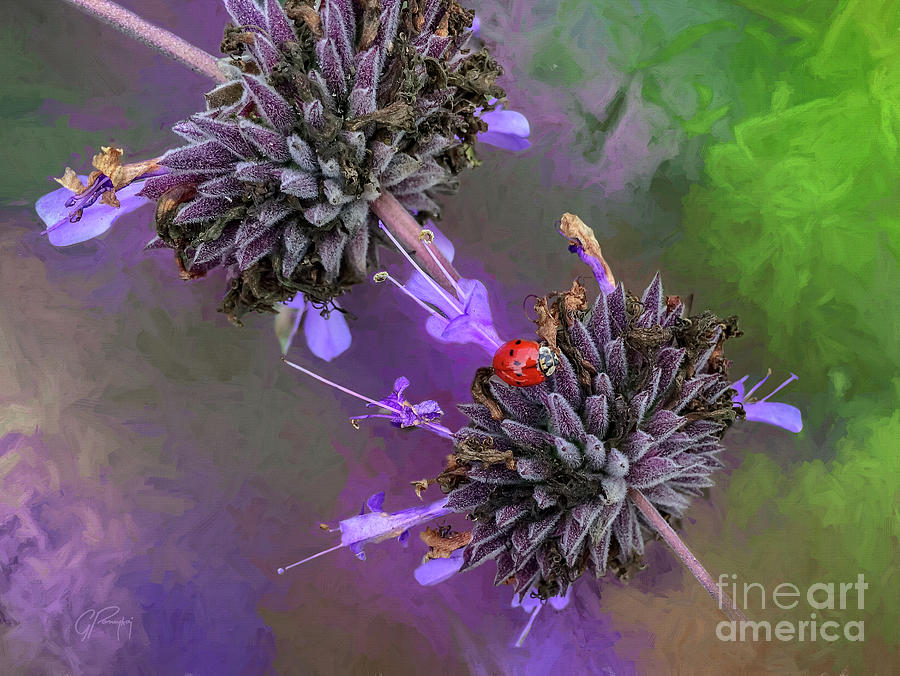Ladybird On California Blue Sage Photograph by Gabriele Pomykaj