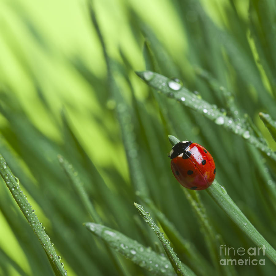Small Photograph - Ladybird On Grass by Didecs Small Photograph - Ladybird On Grass by Didecs