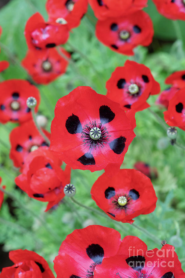 Ladybird Poppies Photograph by Tim Gainey
