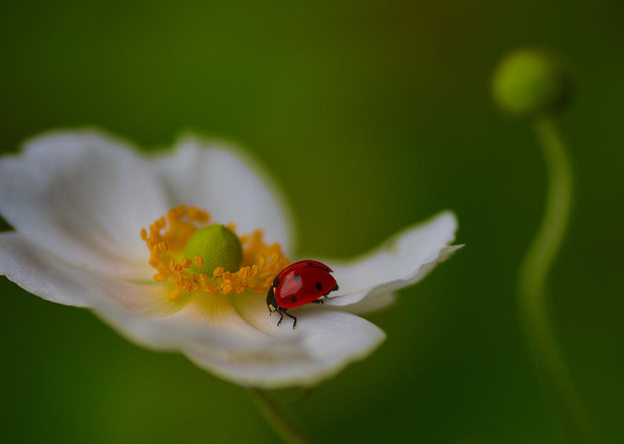 Ladybug Photograph - Ladybird by Rick Brockamp