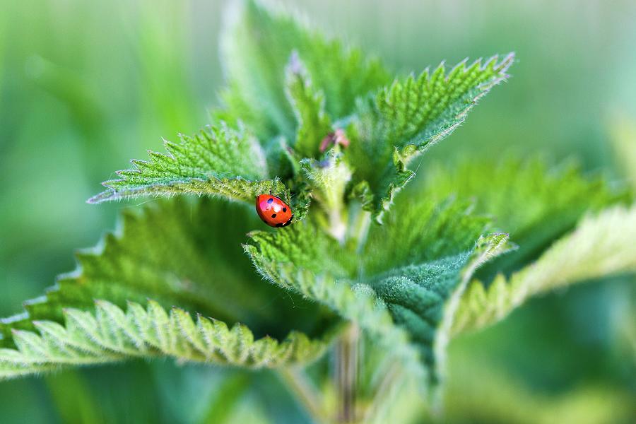 Ladybird Uk Photograph by Eric Farrelly - Fine Art America