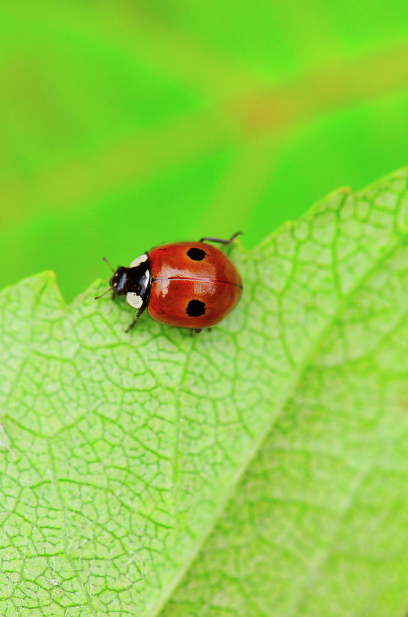 Ladybird Walking Across A Leaf Photograph by Kathy Collins