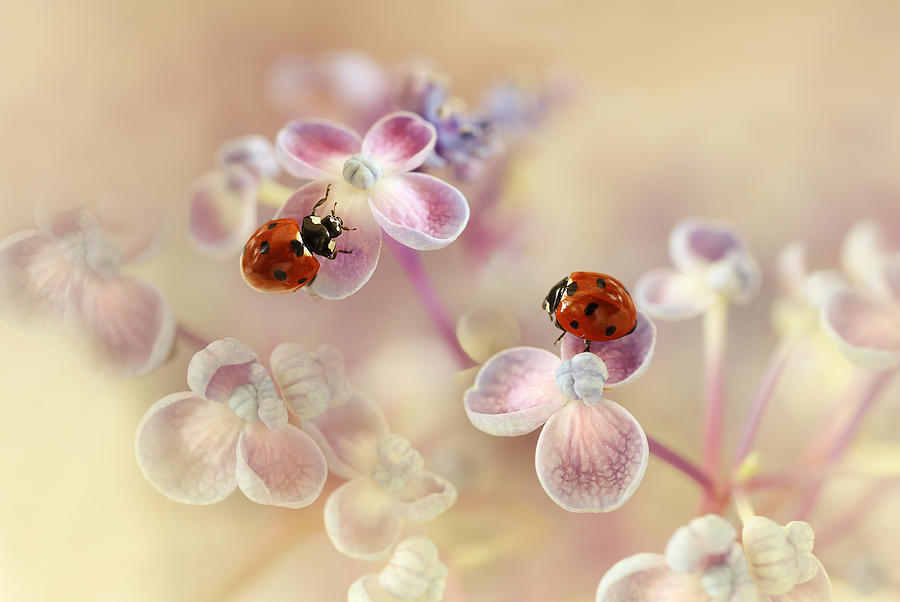 Summer Photograph - Ladybirds And Hydrangea by Ellen Van Deelen