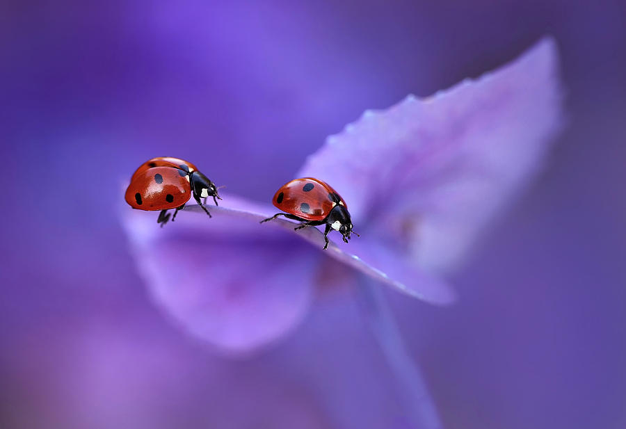 Ladybug Photograph - Ladybirds On Hydrangea... by Ellen Van Deelen