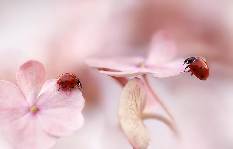 Ladybug Photograph - Ladybirds With Pink Hydrangea by Ellen Van Deelen