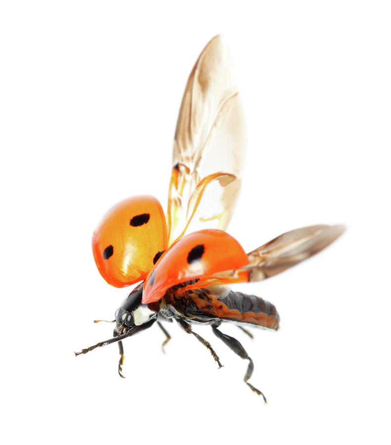 Ladybug Photograph by Antagain