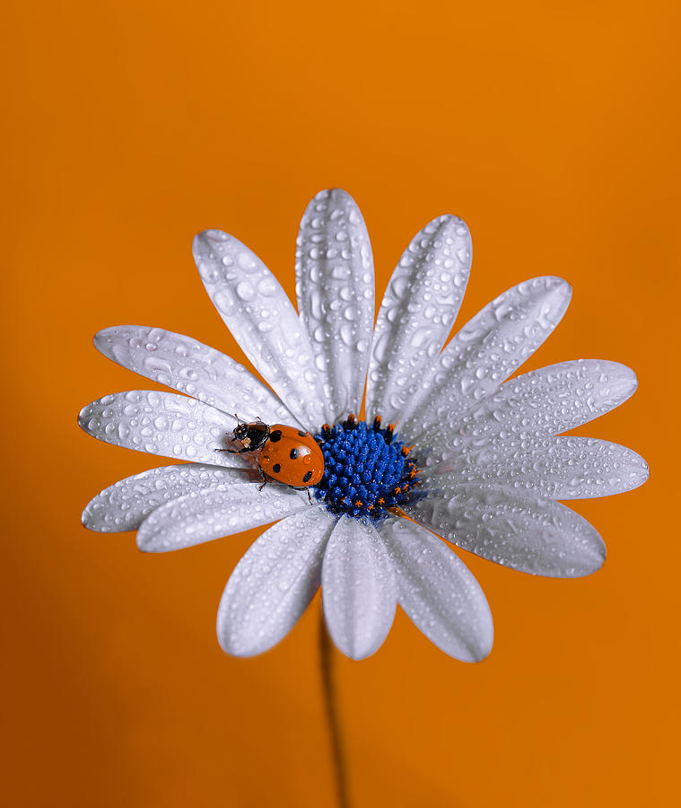Insects Photograph - Ladybug by Boutaiba Naoui