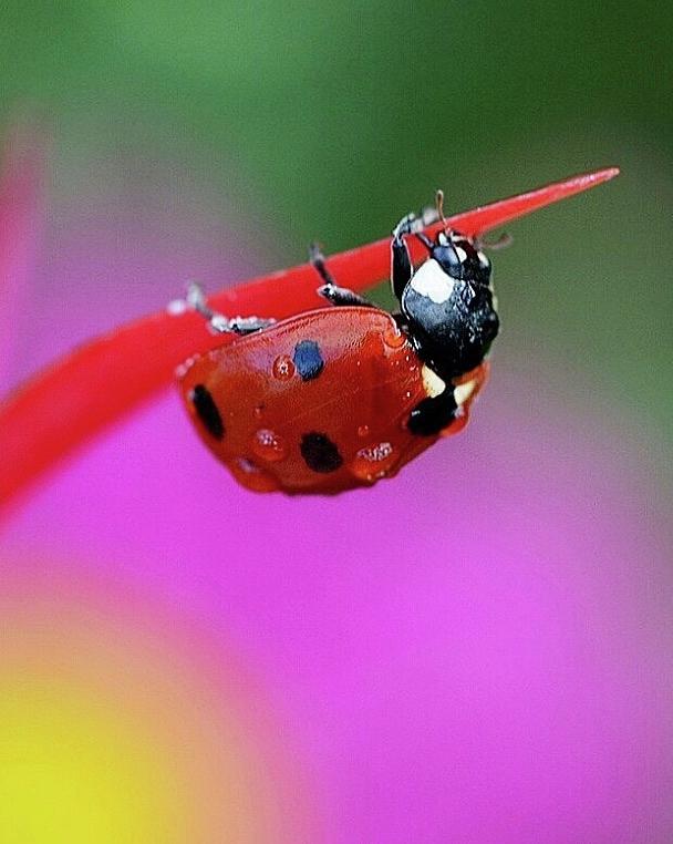Ladybug Photograph by Carolyn Mickulas