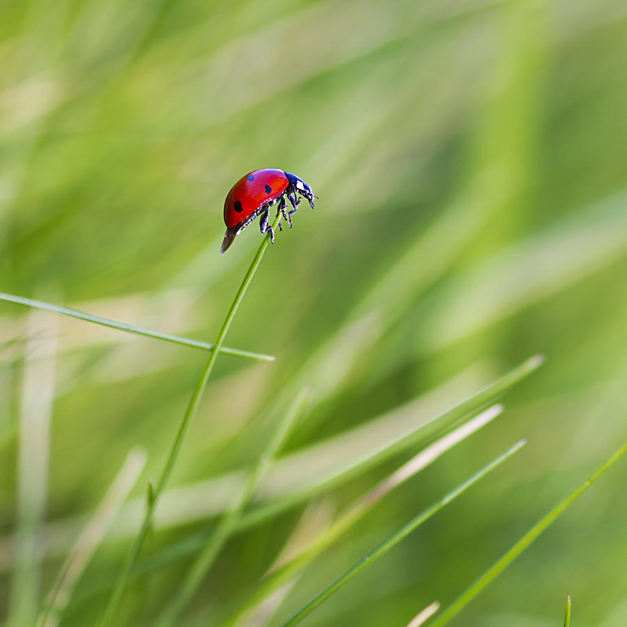 Ladybug Photograph by Cécile Gans