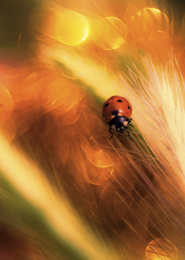Ladybug In Bokeh Photograph by Madjid Momeni Moghaddam