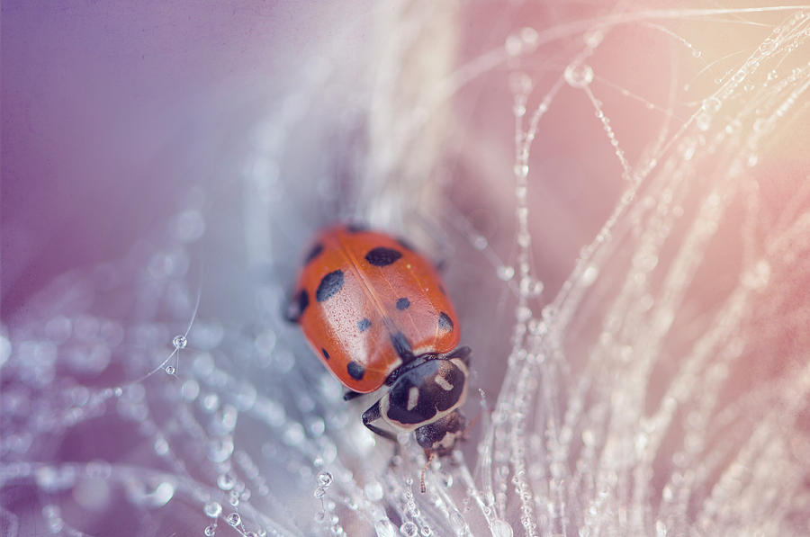 Ladybug In Exploded Milk Pod With Ice Photograph by Trina Dopp Photography