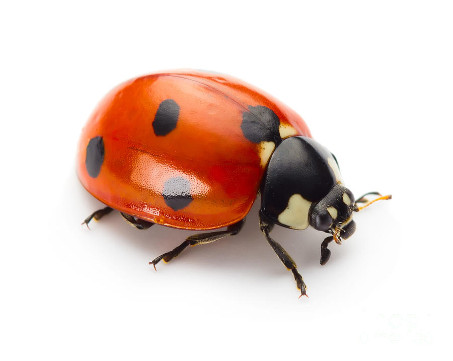Studio Photograph - Ladybug Insect Isolated On White by Valentina Proskurina Studio Photograph - Ladybug Insect Isolated On White by Valentina Proskurina
