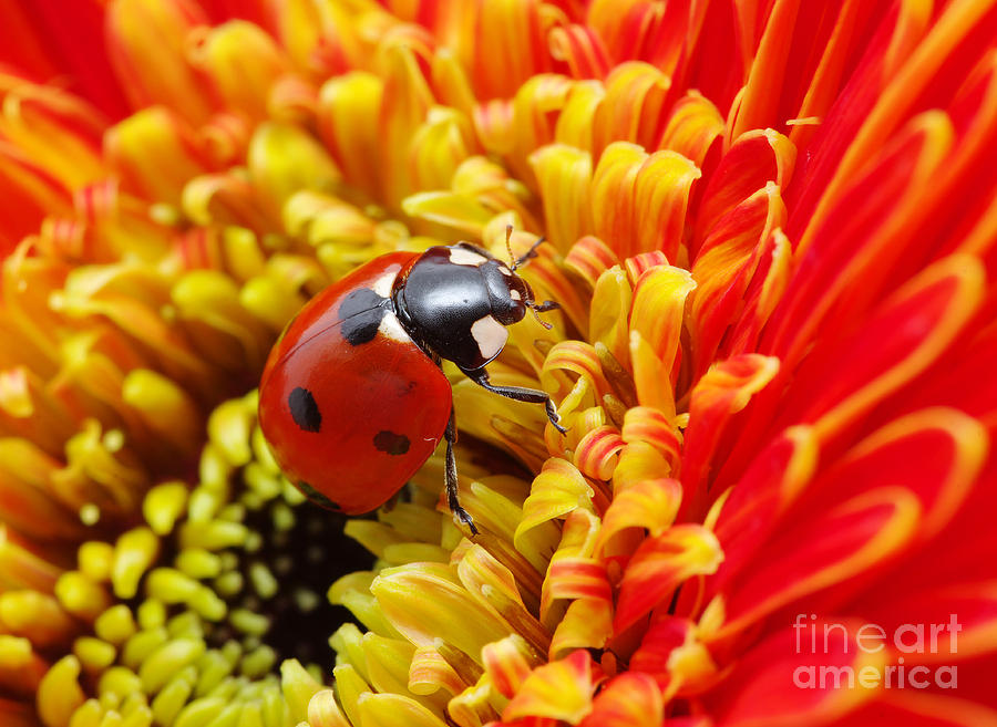 Ladybug Photograph - Ladybug by Irin-k