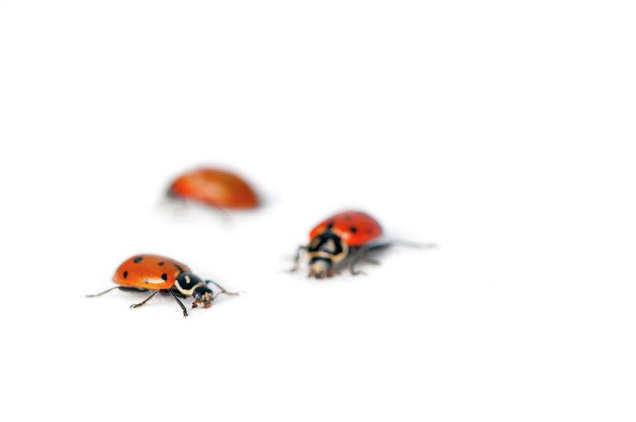 Ladybug Photograph by Jim Mckinley