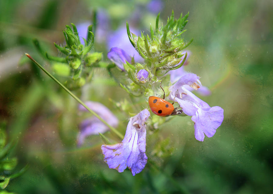 Ladybug Photograph by Joan Carroll