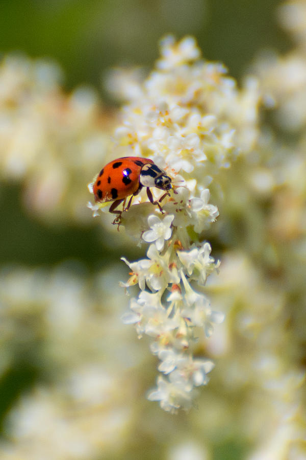 Ladybug, Ladybug... Photograph by Linda Bonaccorsi