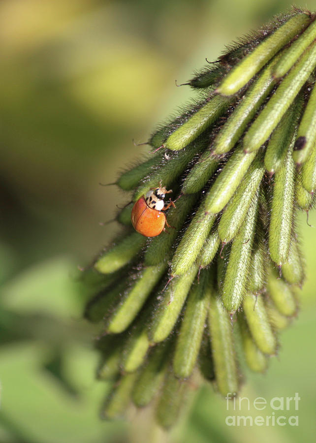Ladybug Luck Photograph by Carol Groenen