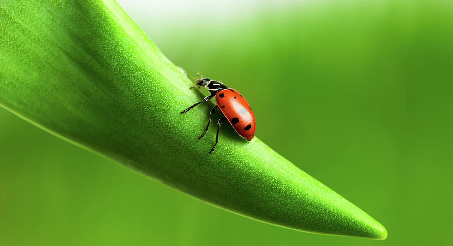 Ladybug Photograph by Luvo