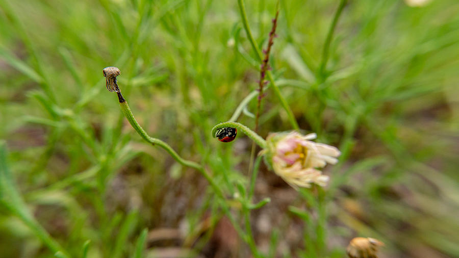 Ladybug Mission Photograph by Ivars Vilums