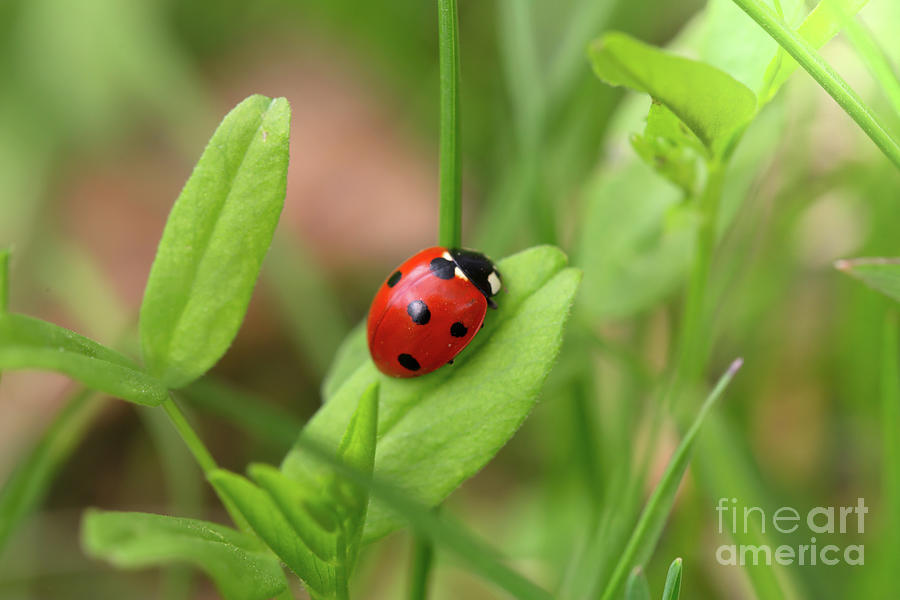 Ladybug On A Green Blade Photograph by Webkatrin001